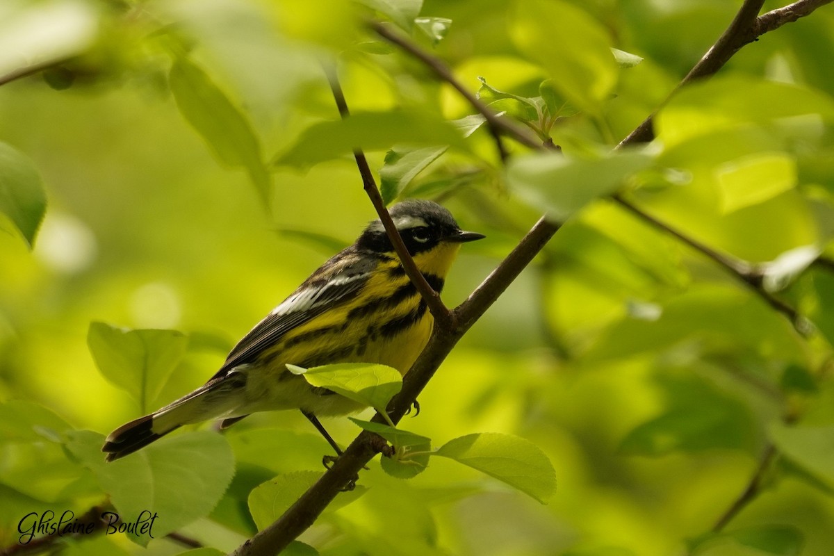 Magnolia Warbler - Réal Boulet 🦆