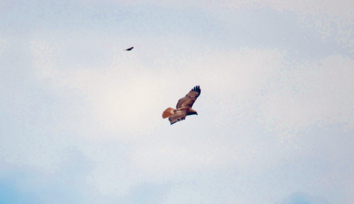 Red-tailed Hawk - ML618847643