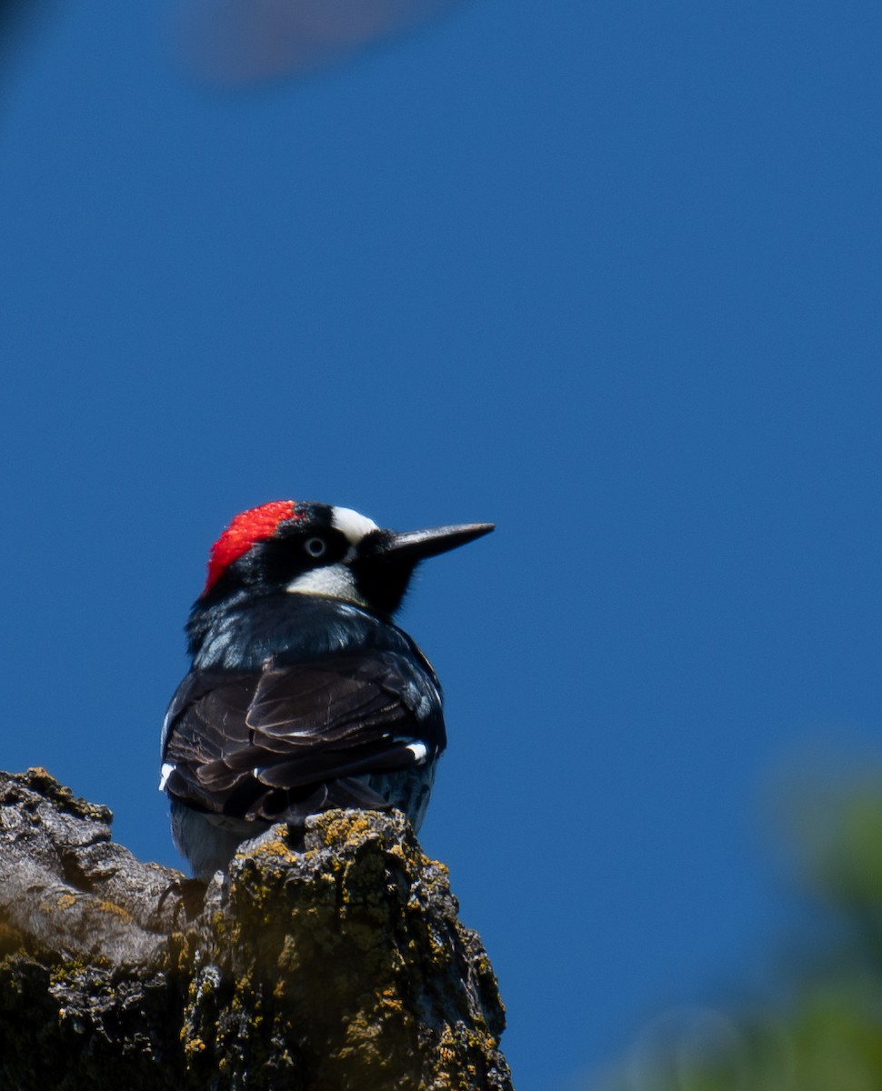 Acorn Woodpecker - ML618847644