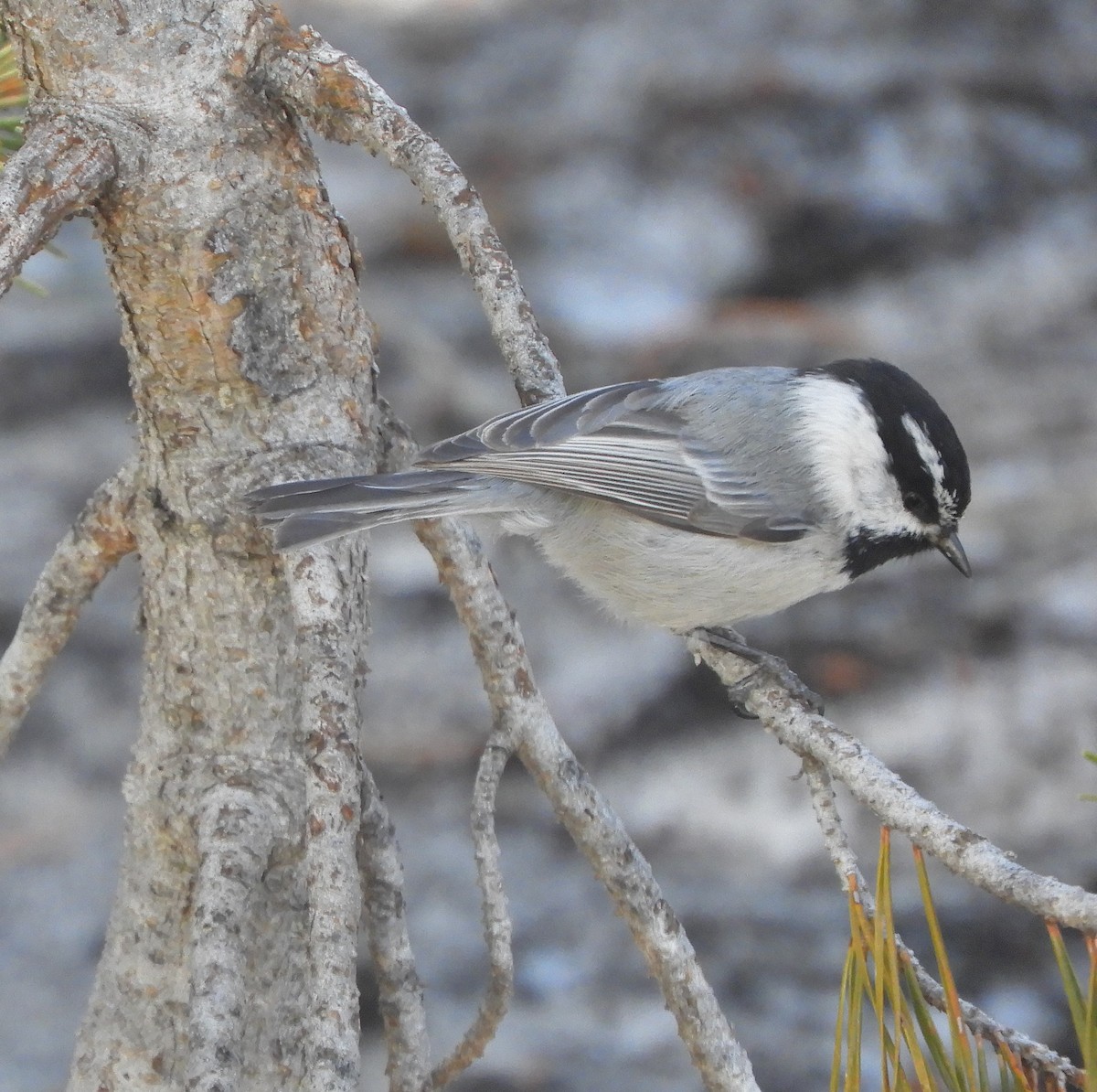 Mountain Chickadee - ML618847648