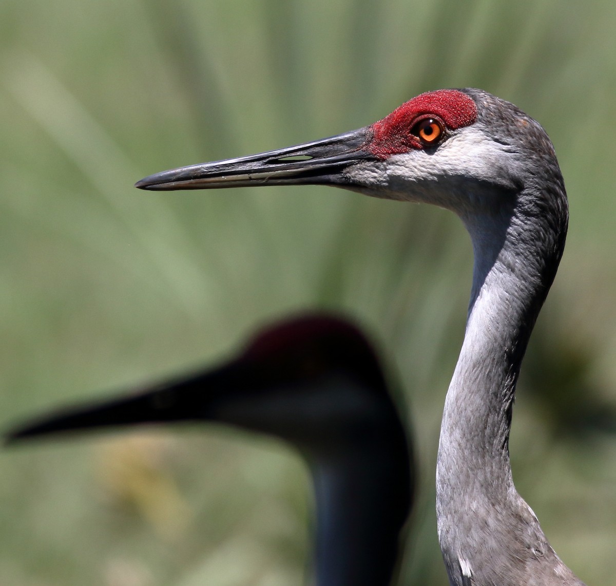 Sandhill Crane - Richard Stanton