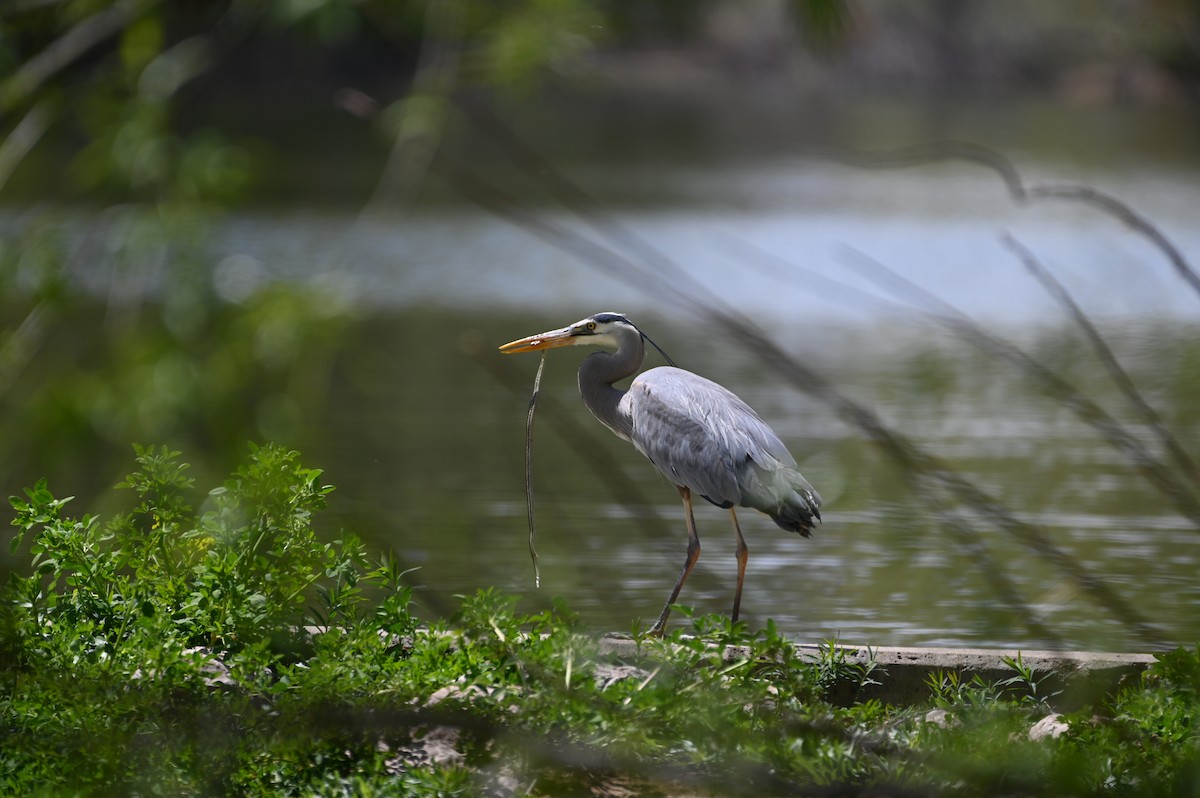 Great Blue Heron - Brendan Beers