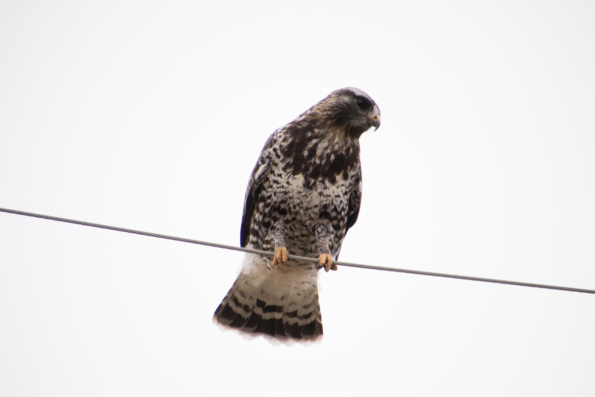 Rough-legged Hawk - ML618847673