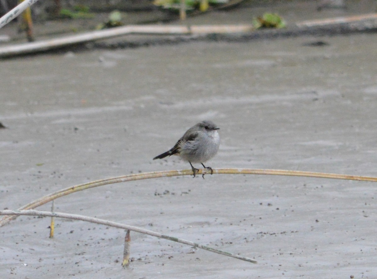 Sooty Tyrannulet - Jose Navarro