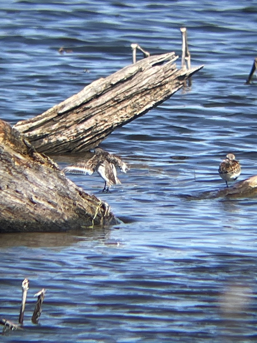 Dunlin - ML618847677