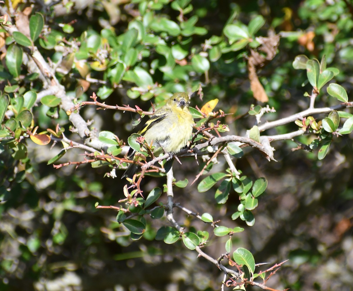 Saffron Finch - Valeria Quevedo