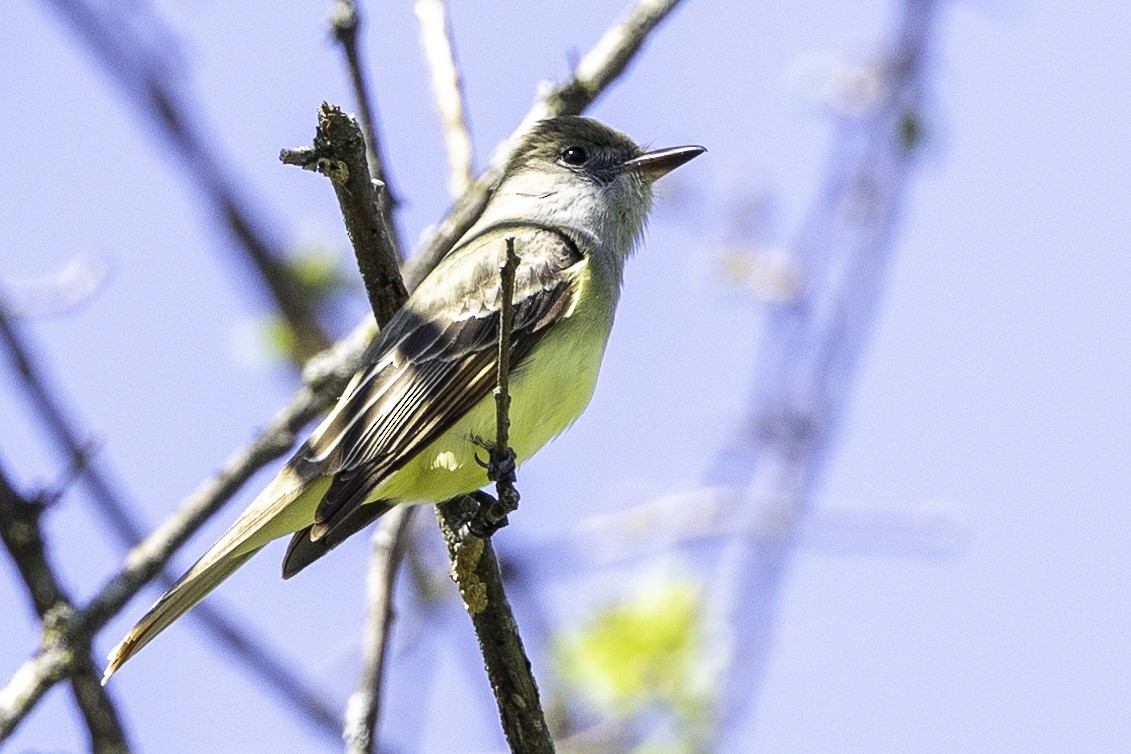 Great Crested Flycatcher - Else Karlsen