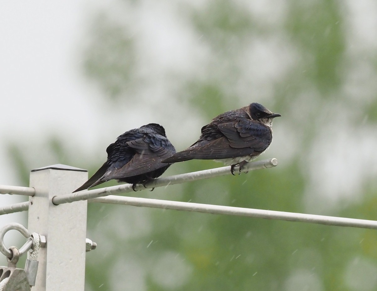 Purple Martin - Rosario Douglas