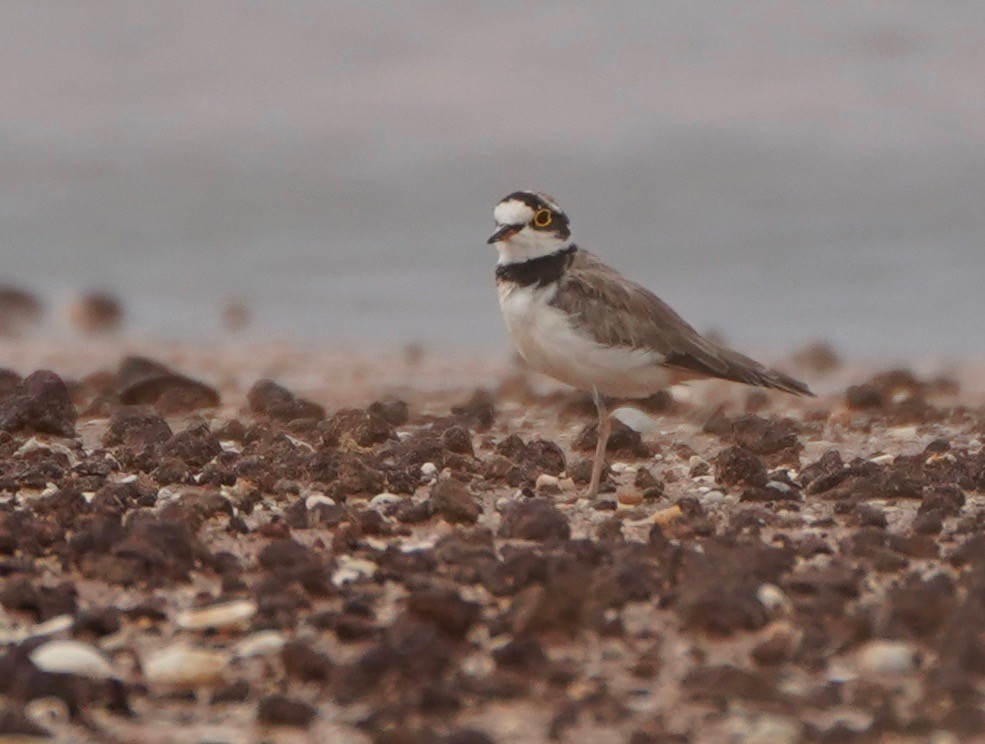 Little Ringed Plover - paul griffin