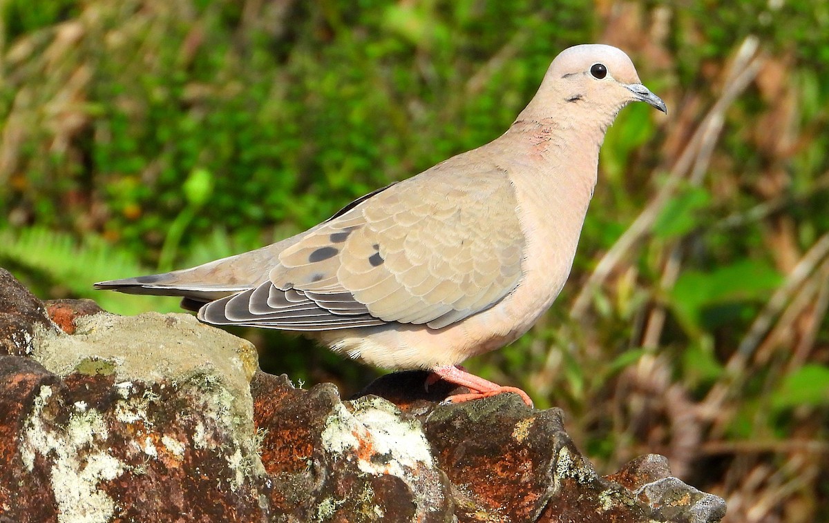 Eared Dove - Miguel Angelo Biz