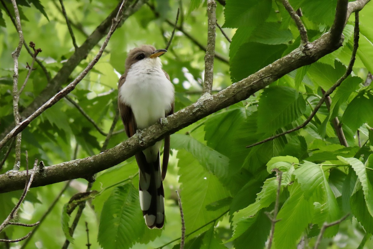 Yellow-billed Cuckoo - Eric Anderson