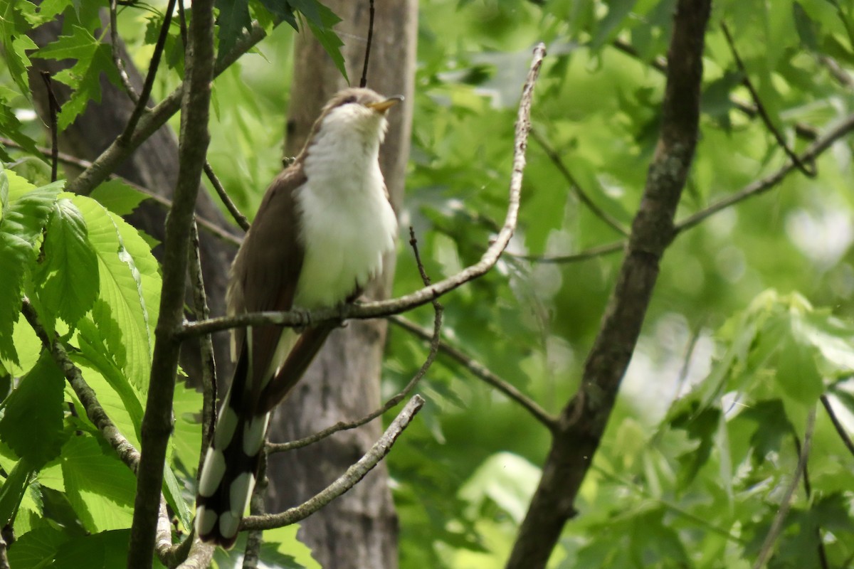 Yellow-billed Cuckoo - Eric Anderson