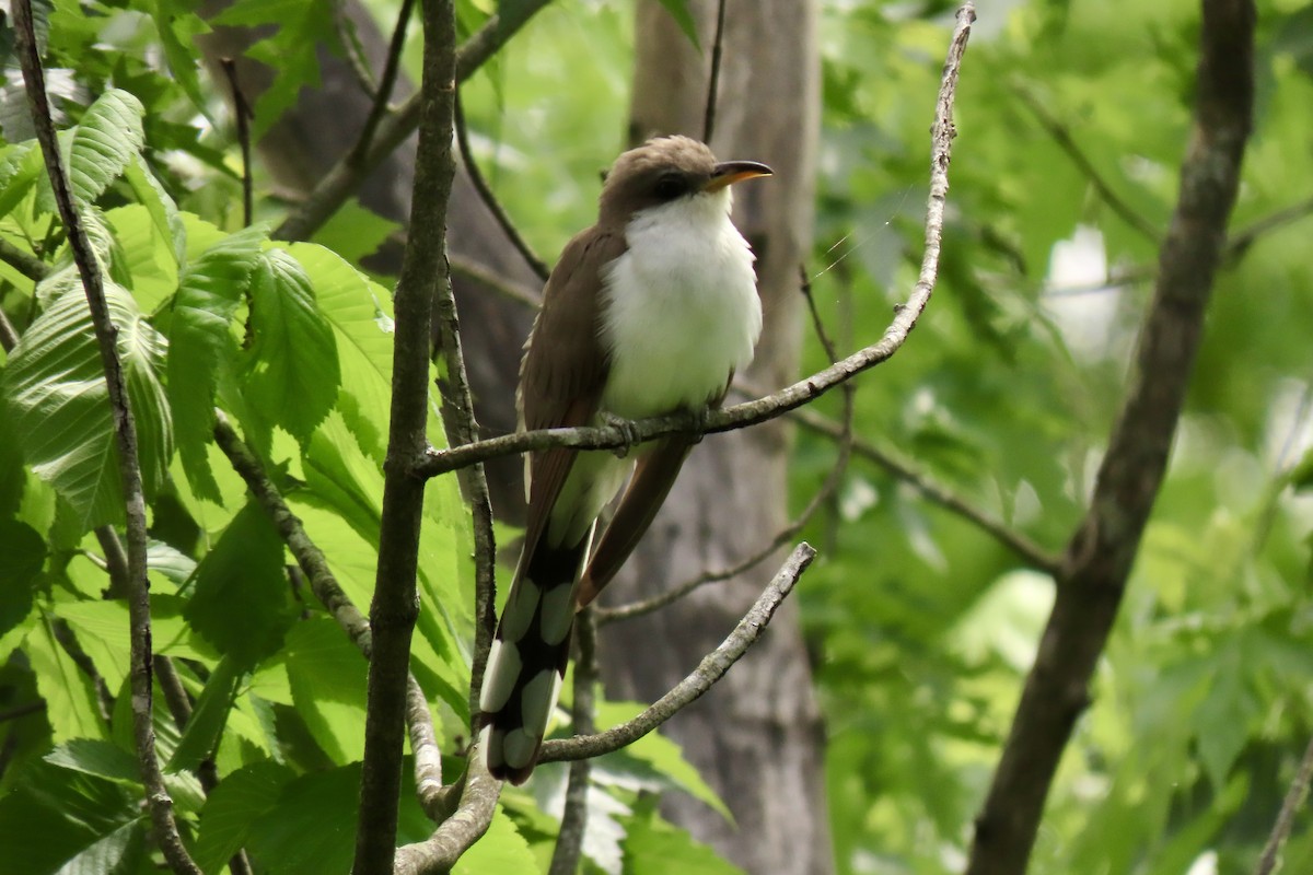 Yellow-billed Cuckoo - Eric Anderson