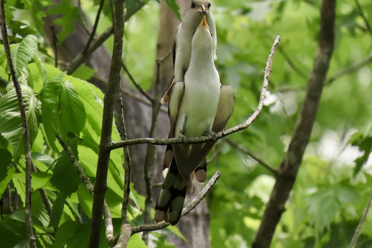 Yellow-billed Cuckoo - Eric Anderson