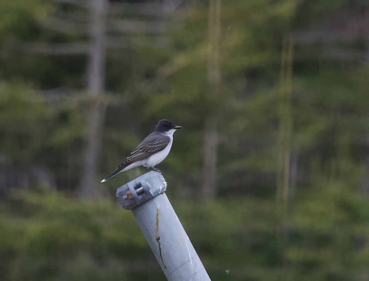 Eastern Kingbird - Michel Proulx