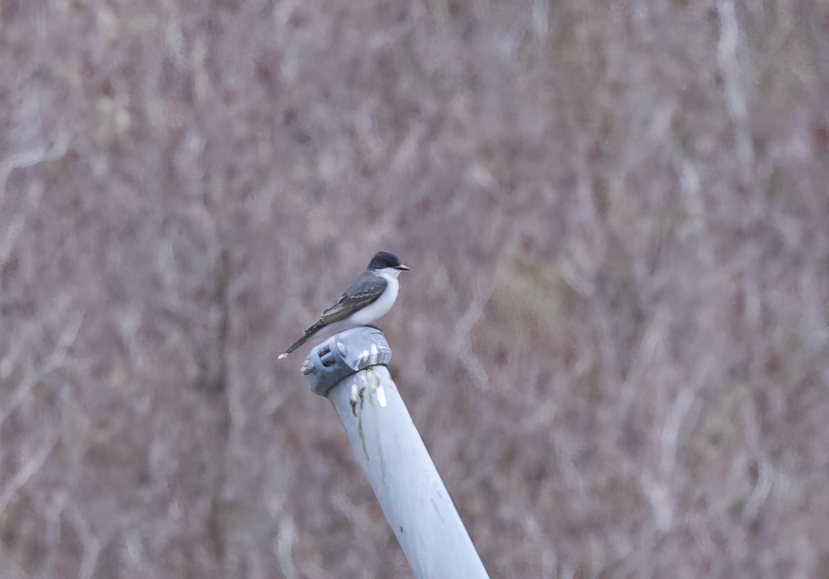 Eastern Kingbird - Michel Proulx