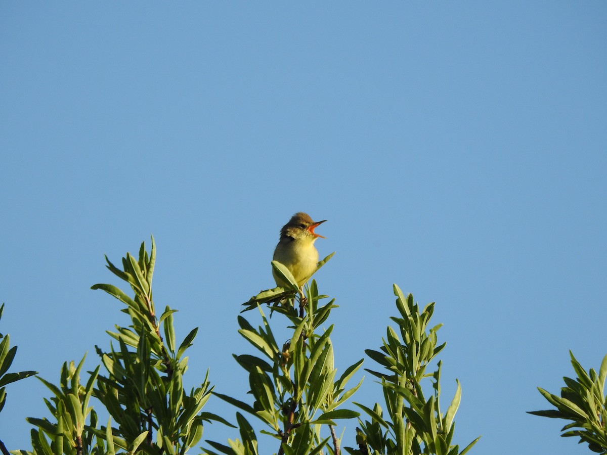 Melodious Warbler - José Luis Gabela Calle