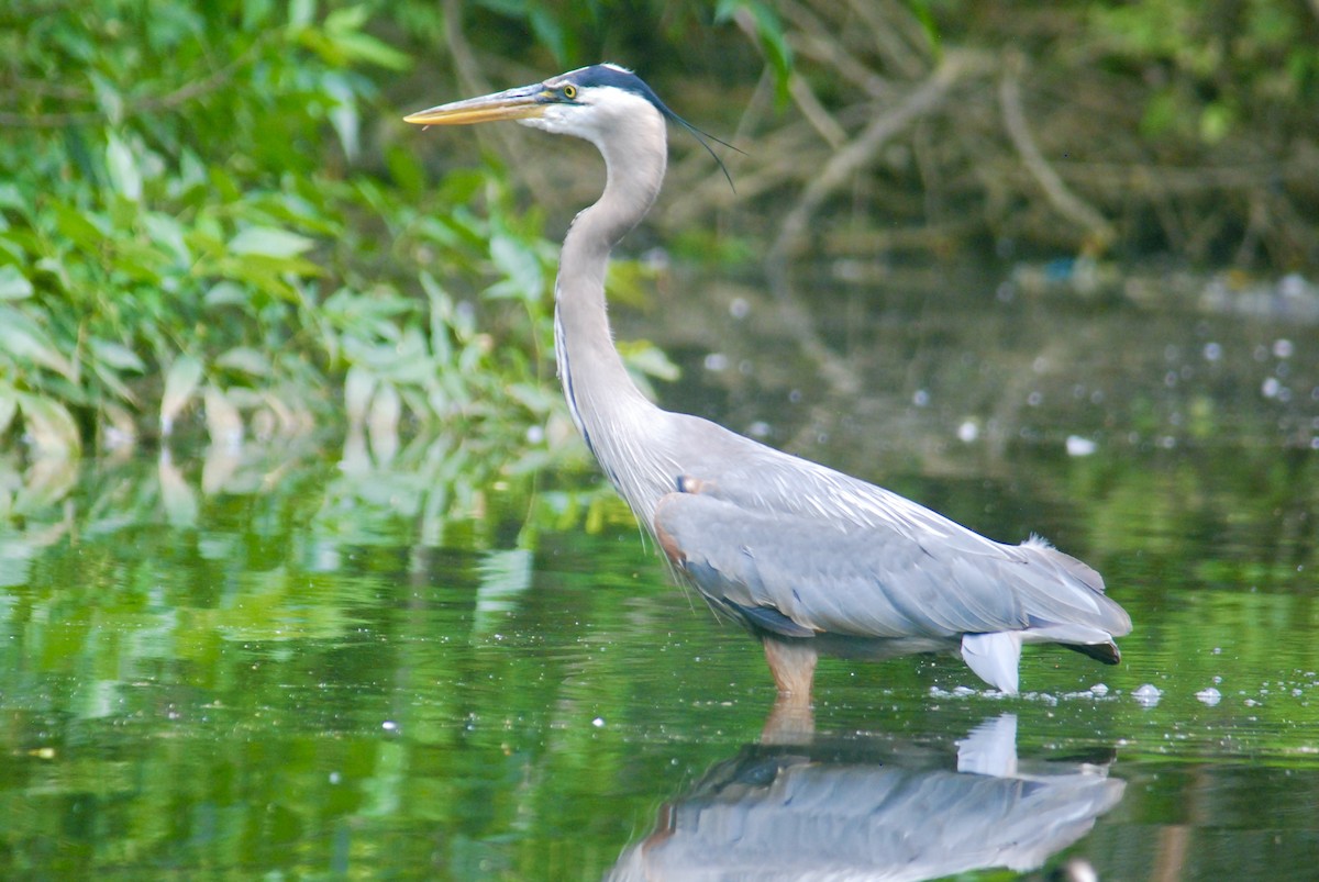 Great Blue Heron - Sebastian Martinson