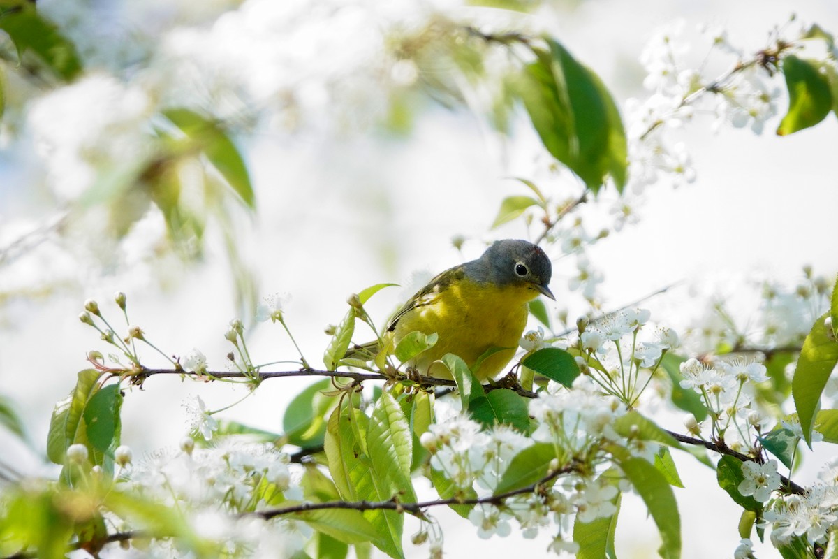 Nashville Warbler - Louise Courtemanche 🦅