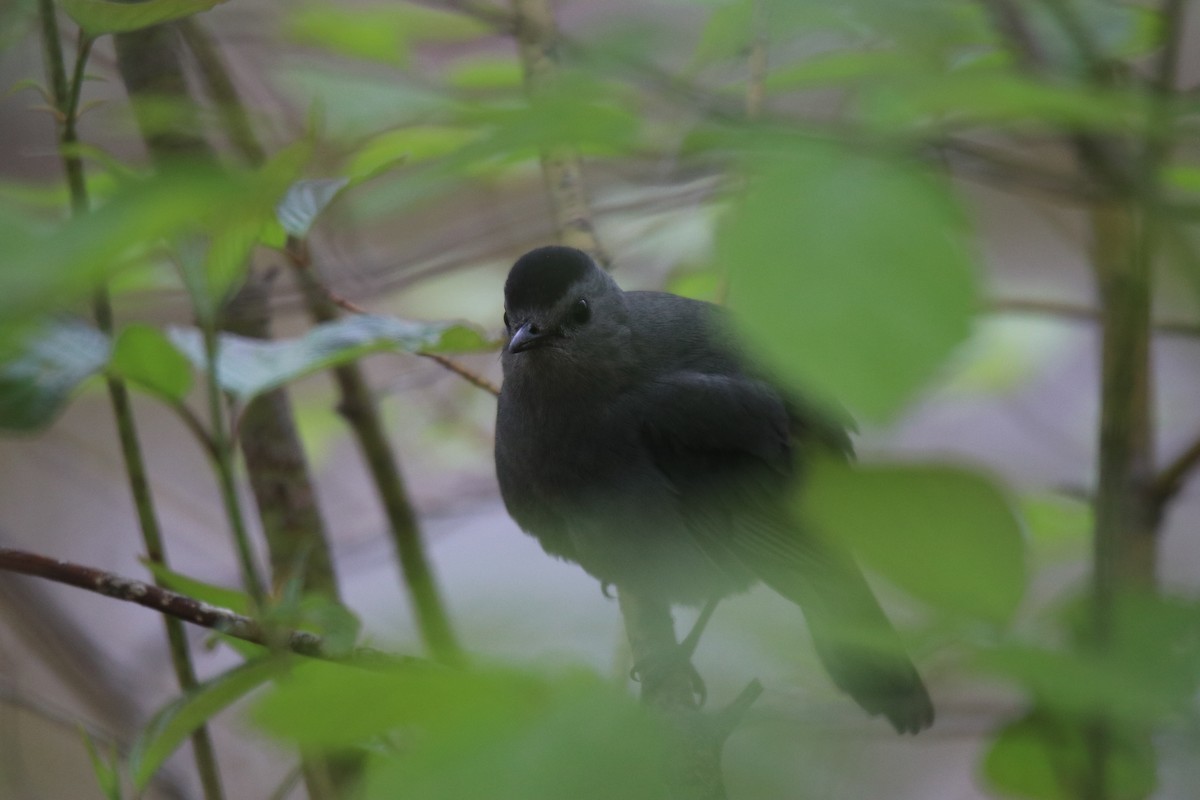 Gray Catbird - Keith Matthieu