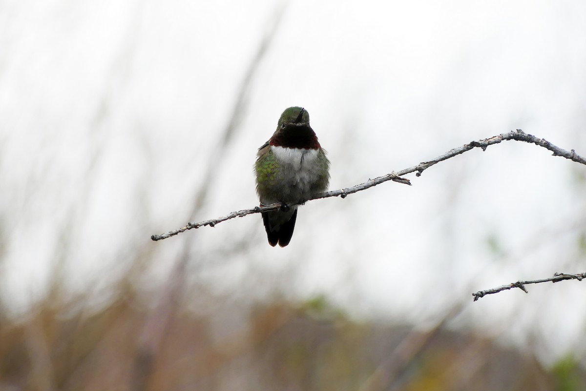 Broad-tailed Hummingbird - ML618847771