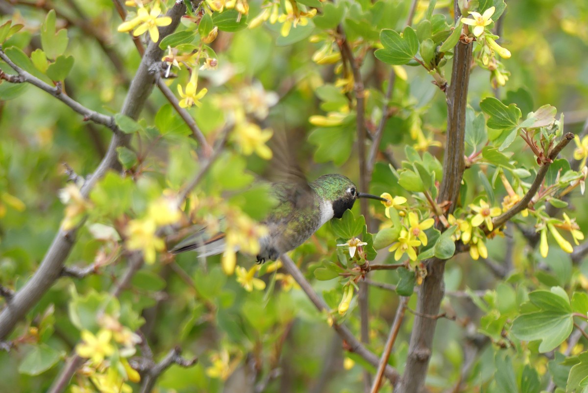 Broad-tailed Hummingbird - ML618847772