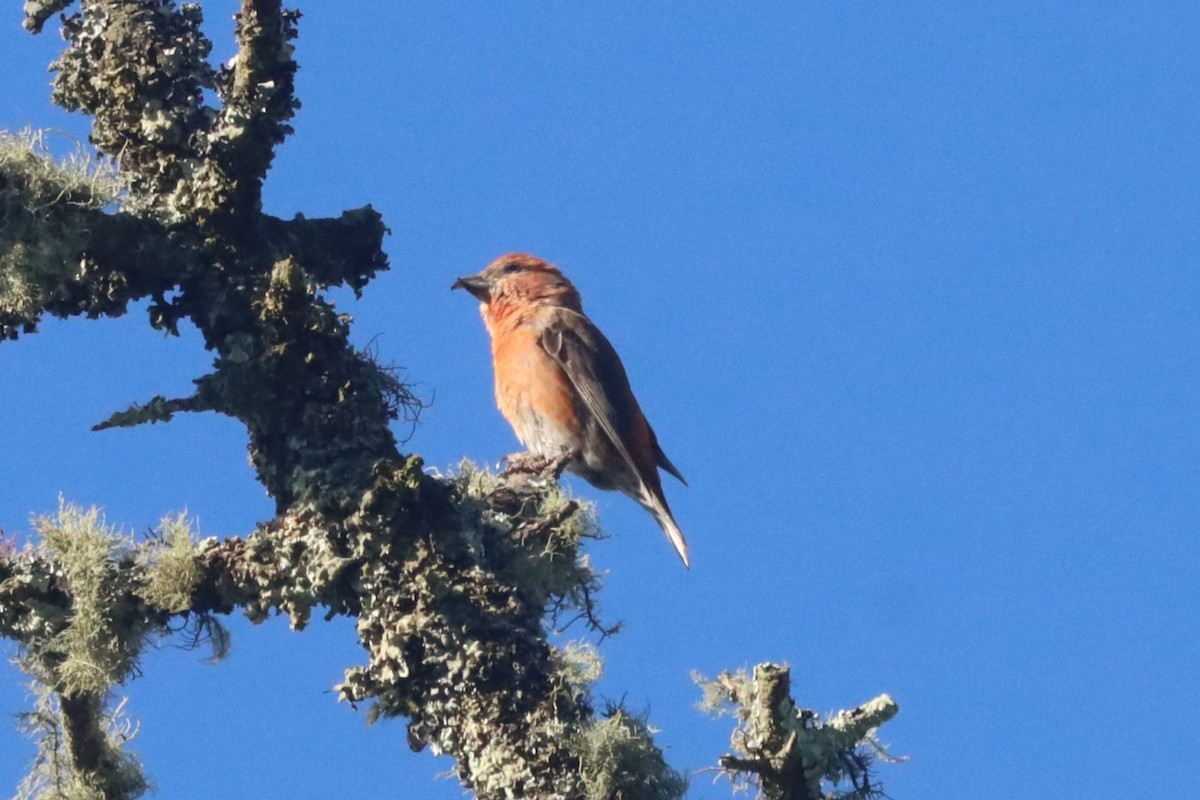 Red Crossbill - ML618847773