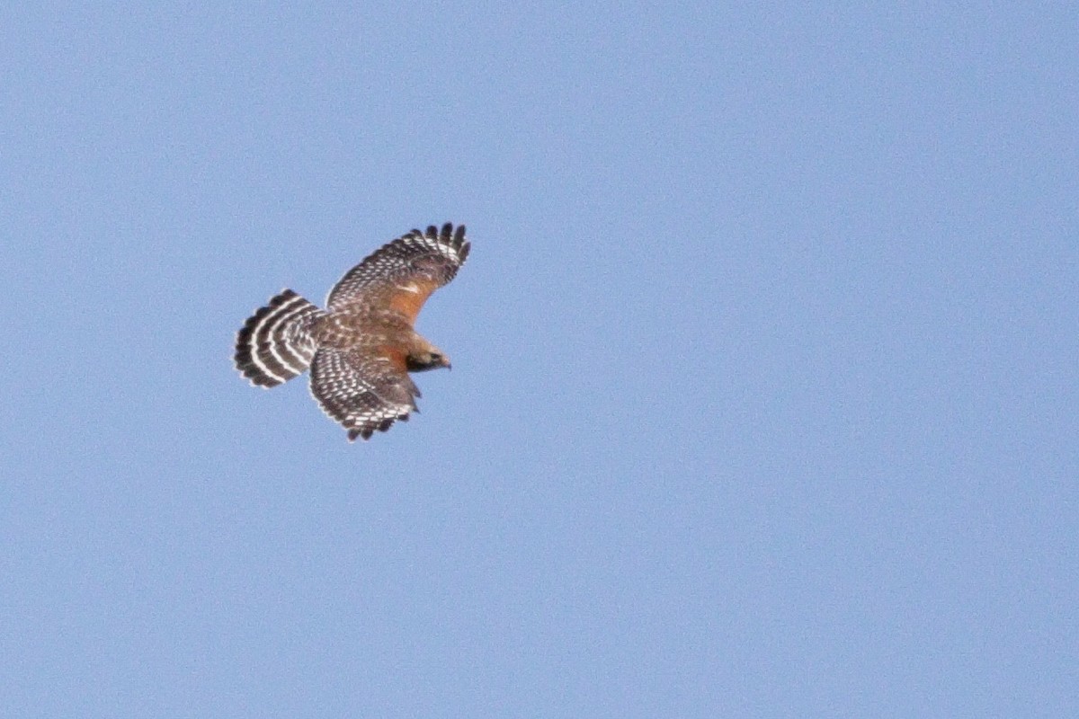 Red-shouldered Hawk - Catherine Holland