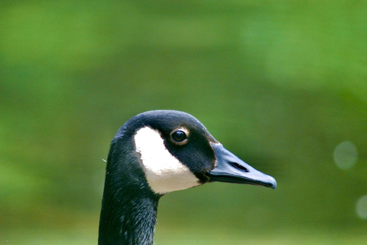 Canada Goose - ML618847776