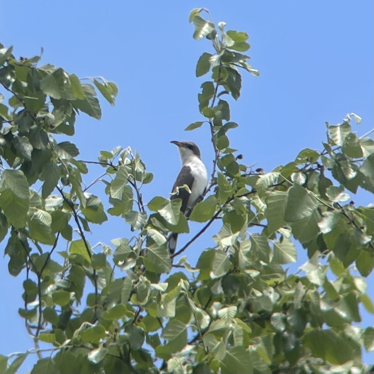 Yellow-billed Cuckoo - ML618847782