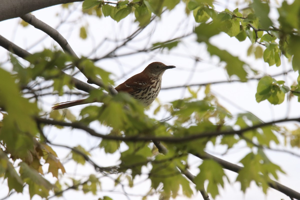 Brown Thrasher - Keith Matthieu