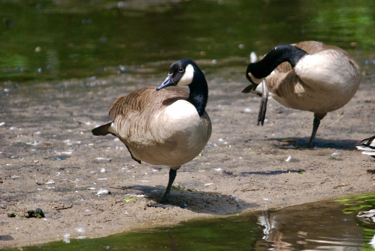 Canada Goose - Sebastian Martinson