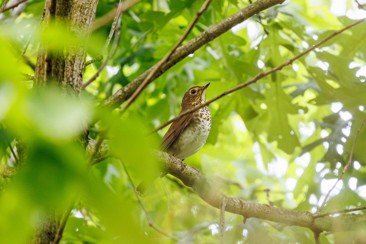 Swainson's Thrush - Leena M