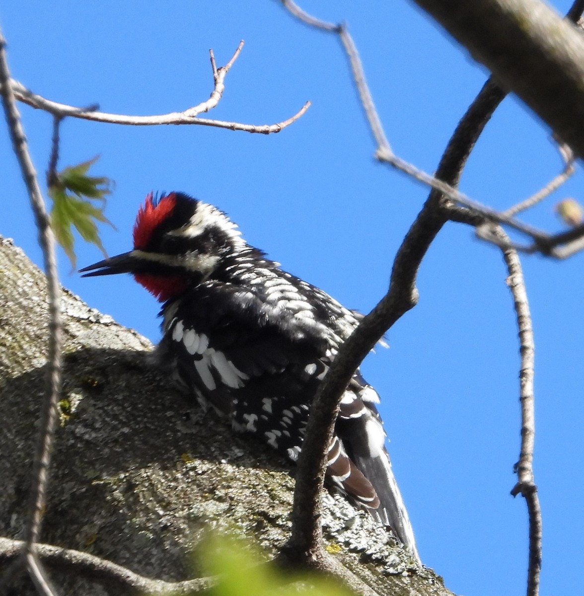 Yellow-bellied Sapsucker - Chantal Côté