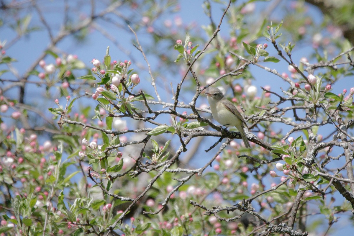 Warbling Vireo - Catherine Holland