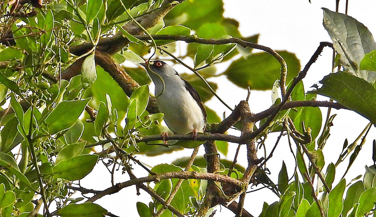 Pin-tailed Manakin - Miguel Angelo Biz