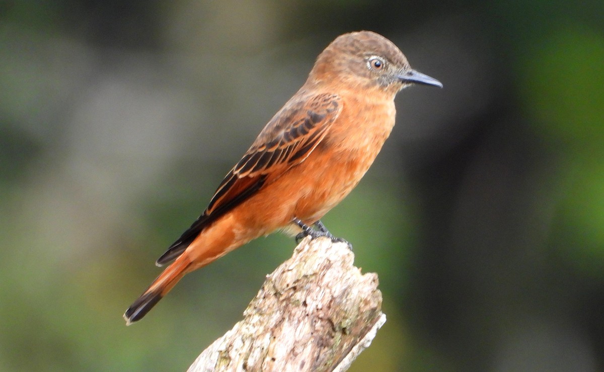 Cliff Flycatcher - Miguel Angelo Biz