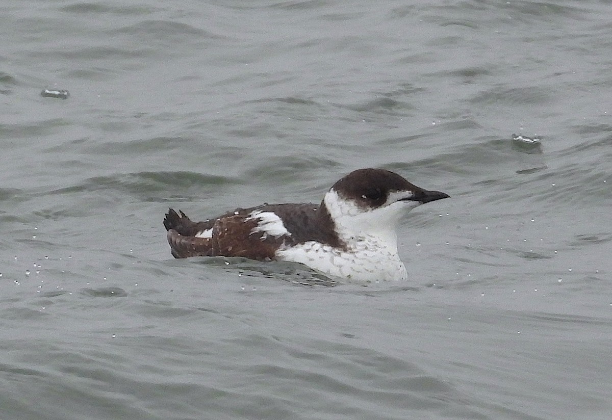 Marbled Murrelet - Ted Floyd