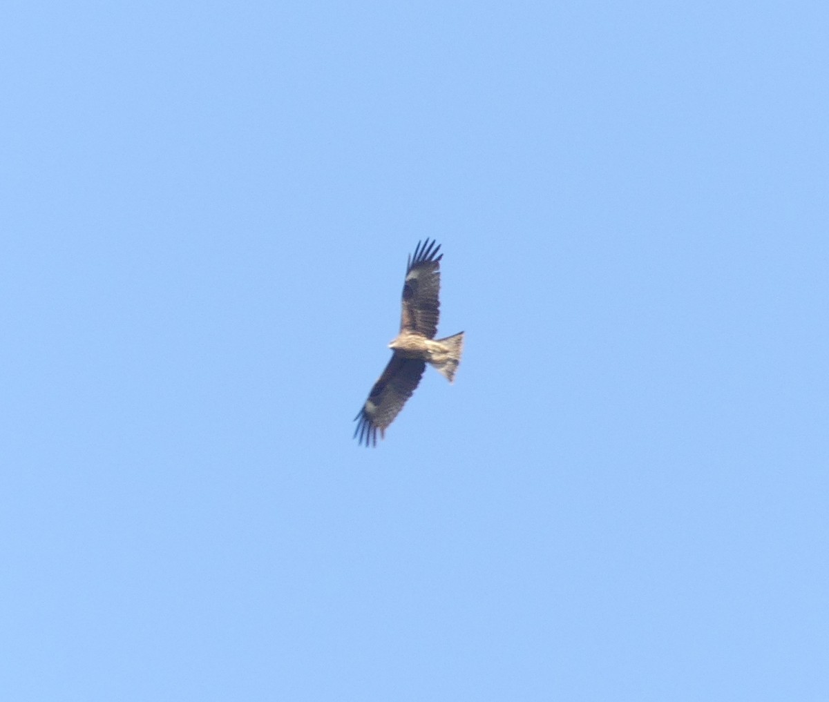 Black Kite - Leslie Hurteau