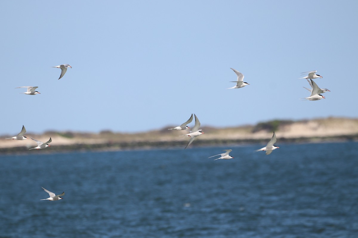 Common Tern - MA 2