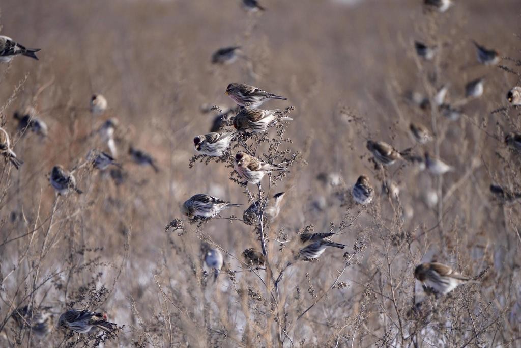 Common Redpoll - Nata Culhane