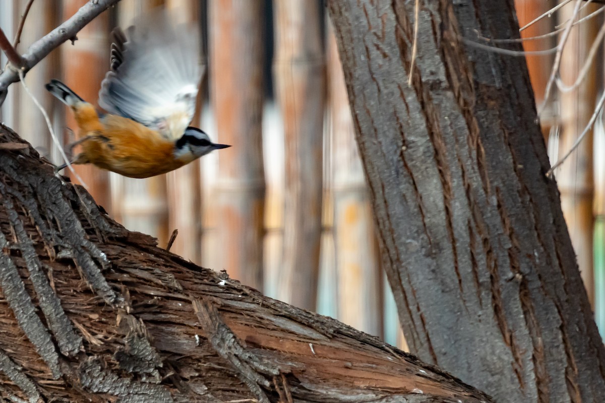 Red-breasted Nuthatch - Caleb Stewart