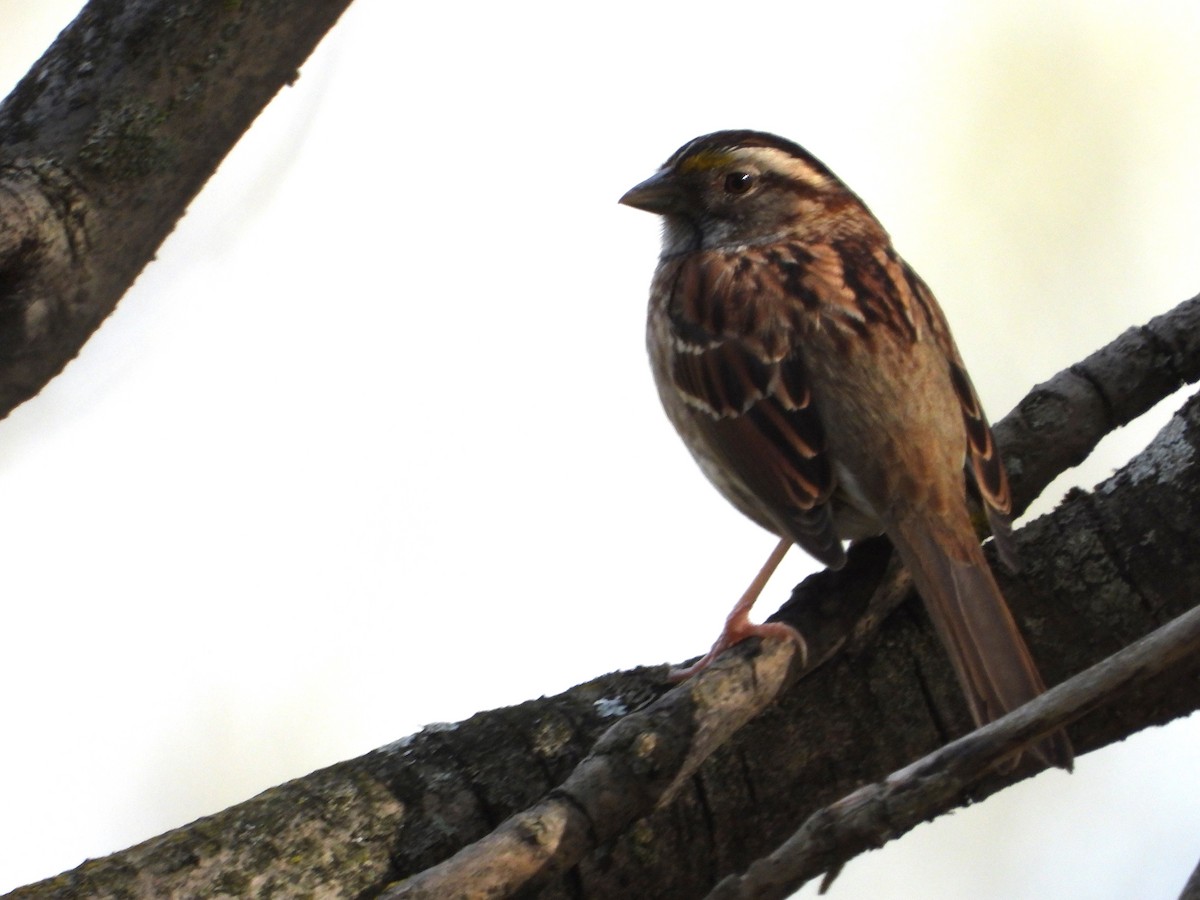 White-throated Sparrow - Chantal Côté