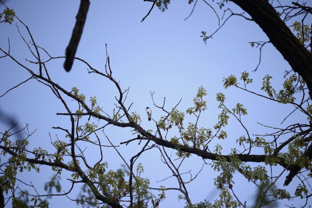 Eastern Kingbird - Anonymous