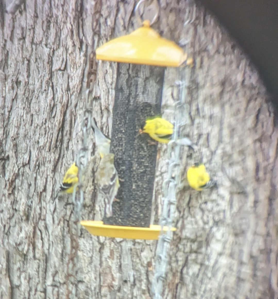 American Goldfinch - ML618847842