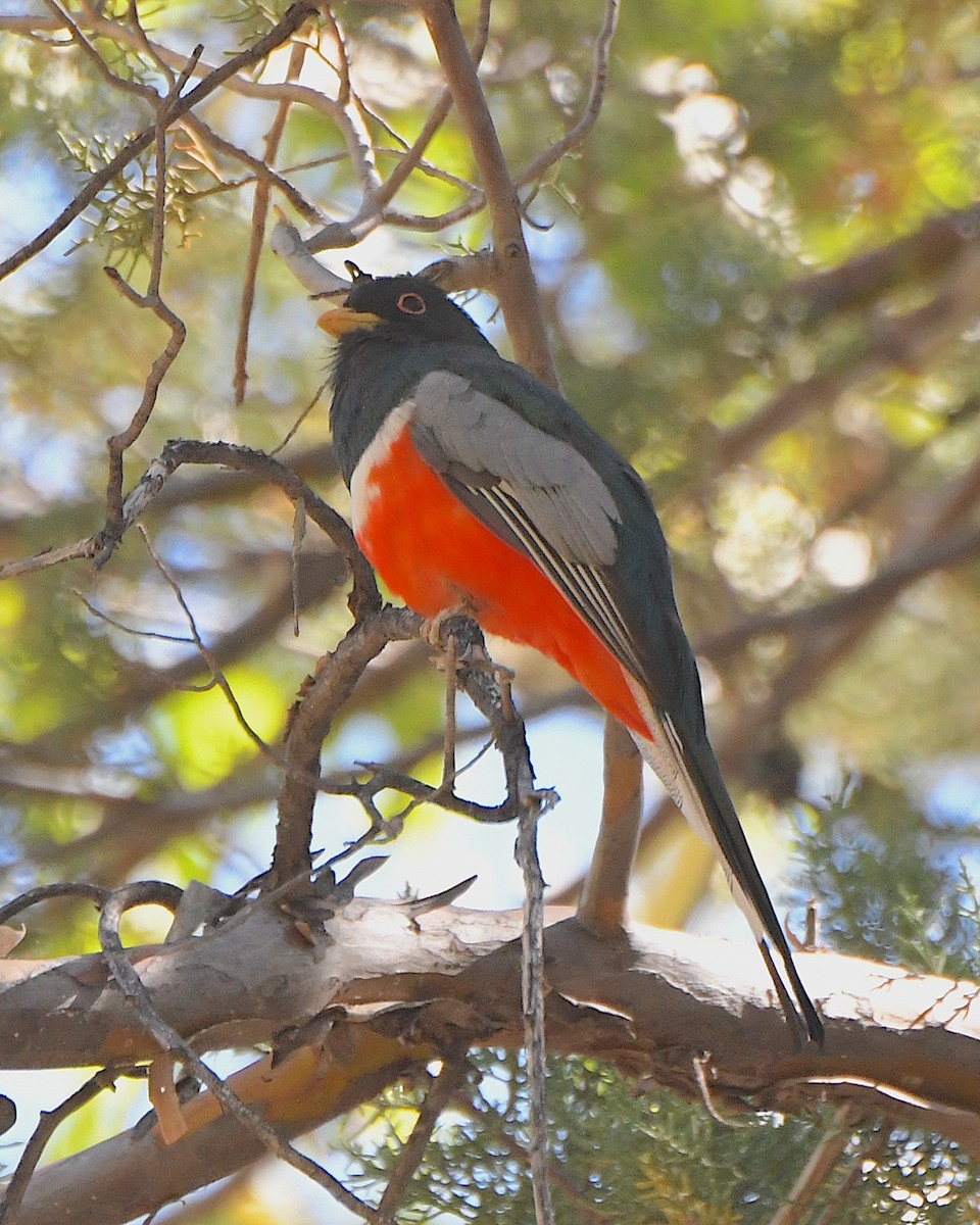 Elegant Trogon (Coppery-tailed) - Ted Wolff