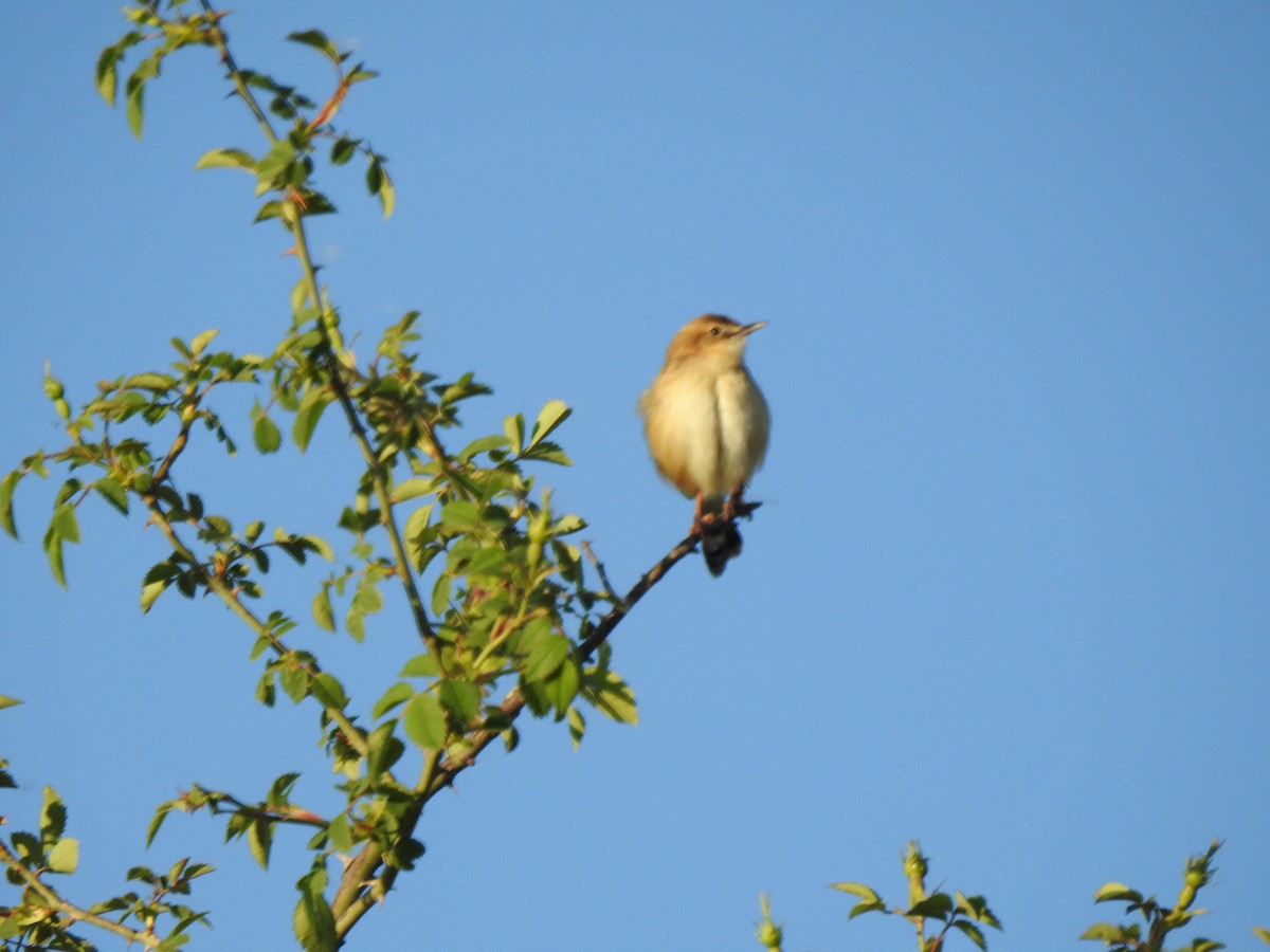 Zitting Cisticola - José Luis Gabela Calle