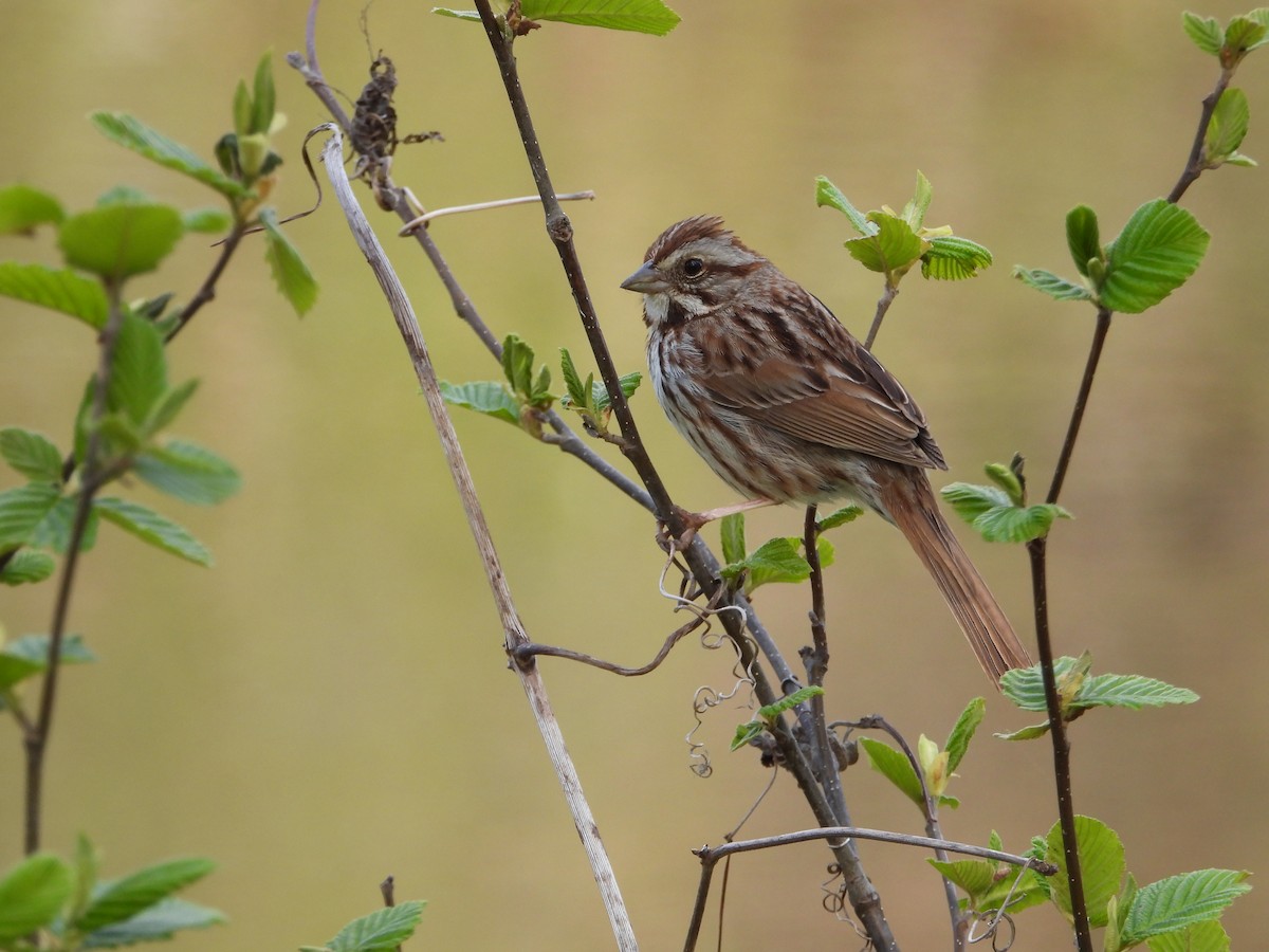 Song Sparrow - Chantal Côté