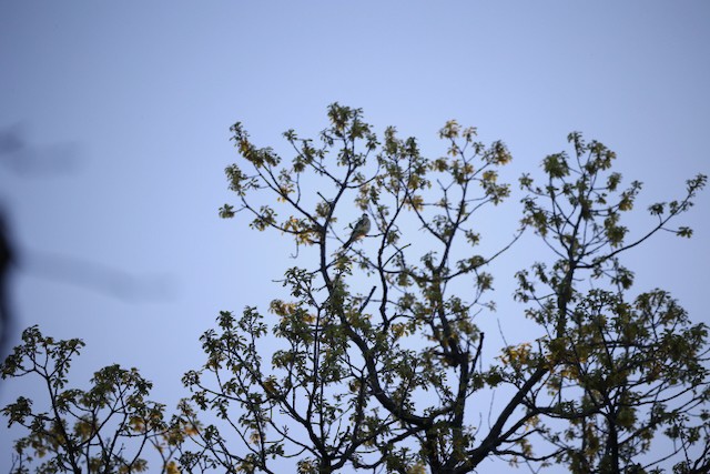 Eastern Kingbird - Anonymous