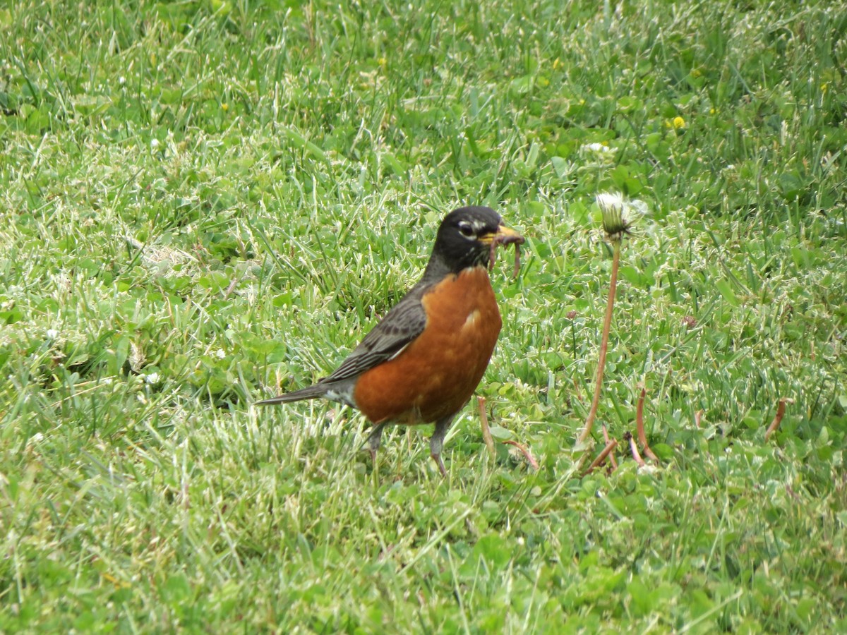 American Robin - Luis Mendes